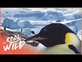 Incredible Journey Across The Antartica | Expedition Antarctica | Real Wild