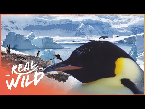 Incredible Journeys Across Antarctica | Expedition Antarctica documentary thumbnail