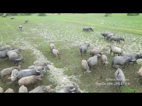 Drone Flight Footage Life of Buffalo