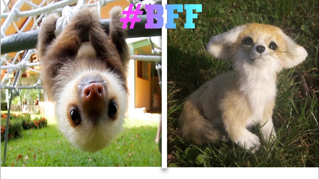 Sloth and fox the best friend - YouTube