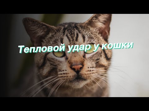 Видео: Причины теплового удара у кошек - симптомы теплового удара у кошек