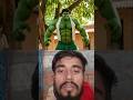 হাল্কার বউ অপহরণ করলো থানোস 😱 | Hulk Bangla Funny Video 2026 | Thanos vs Hulk Comedy Short
