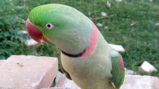 Funny Ringneck Parrot Talking Video ☺🐦 screenshot 2