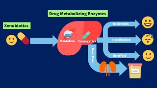 Drug Metabolism - Phase 1 - Phase 2 استقلاب الدواء - الميتابولزم - تحطم الدواء فى الجسم