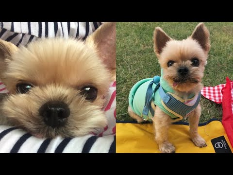 참치야 사랑해, 영원히