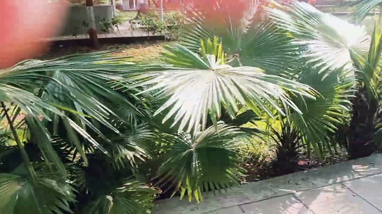  Evening Park View ll ## kids programme l ## Chh Nirupa.masahu Music l