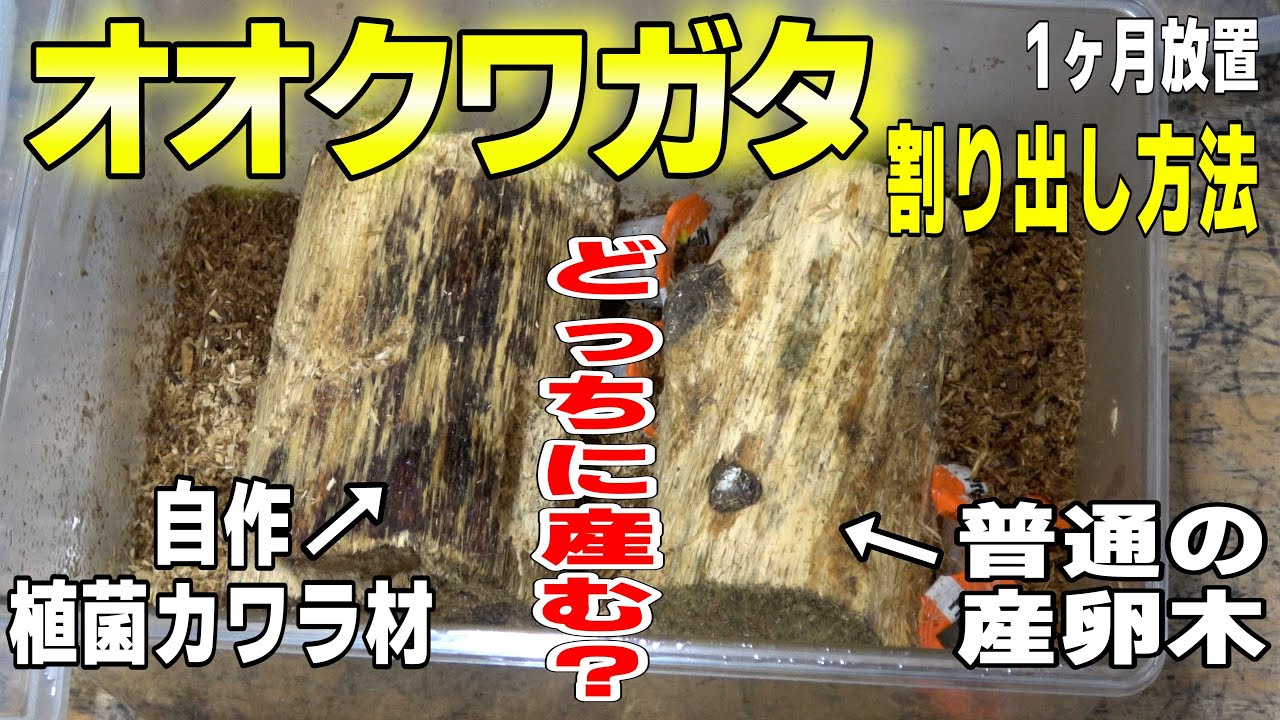 オオクワガタの割り出し方法