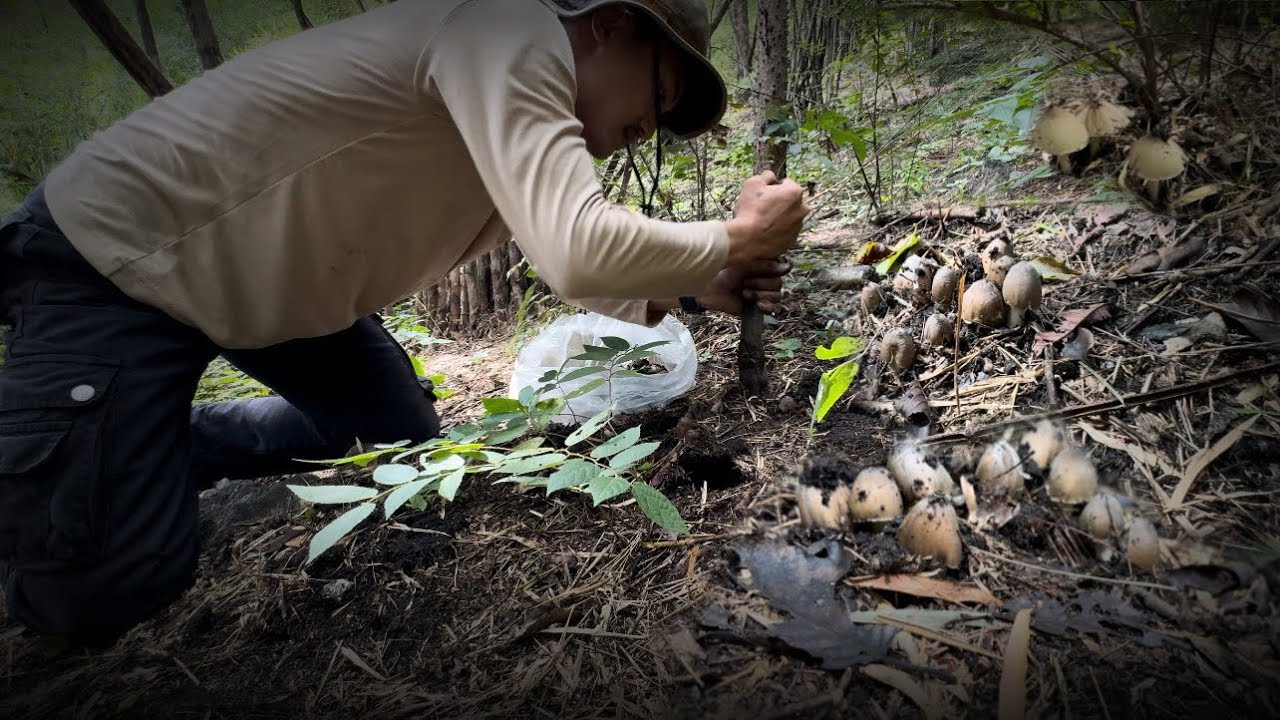 เจอเเบบนี้!เดินขึ้นลงเขาอีก10ลูกก็ยังไหว!เห็ดโคนหมู่เก่าเทือกป่าตะนาวศรี!