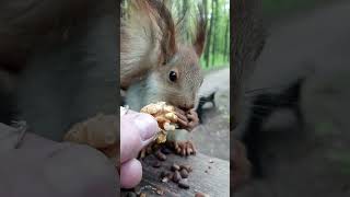 Орешек для бельчонка / A nut for little squirre #squirrel #cute