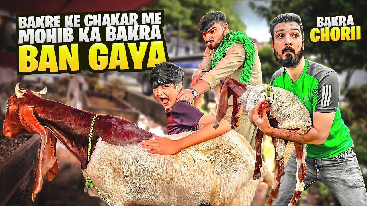 Bakre Ke Chakar Me Mohib Ka Bakra Ban Gaya😂