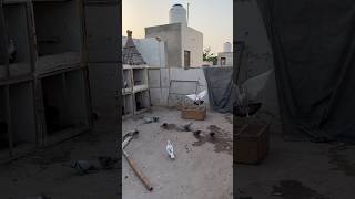 Garmi mn kabooteron ky andy😱🥵 #shorts #youtubeshorts #viralvideo  @justhuzaifakhan