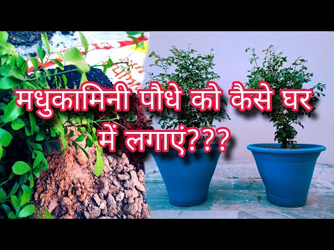 Kamini plant repotting n care tips, madhukamini, mini kamini, table kamini, murraya paniculata
