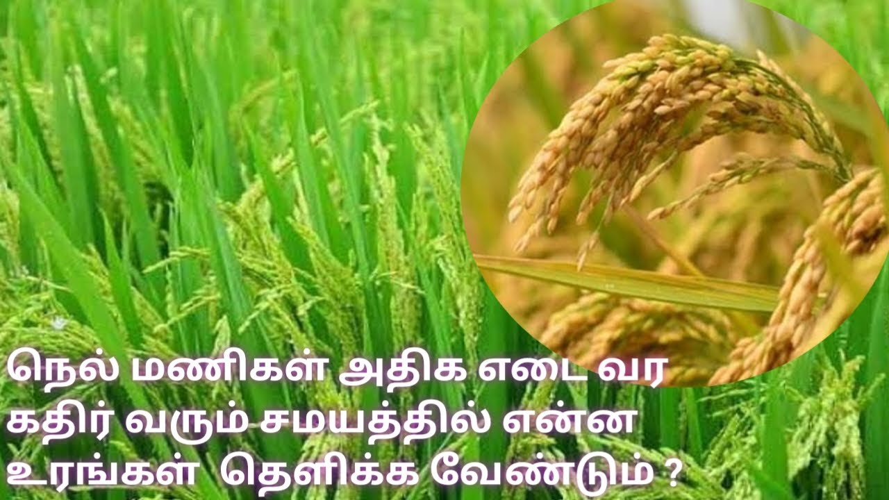 நெல் பயிரில் கதிர்கள் வரும்போது அதிக எடை மற்றும் அதிக விளைச்சல் வர என்ன மருந்துகள்/உரம் தெளிக்கலாம்?