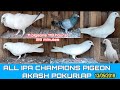 All india champion pigeons of mr akash pokuri