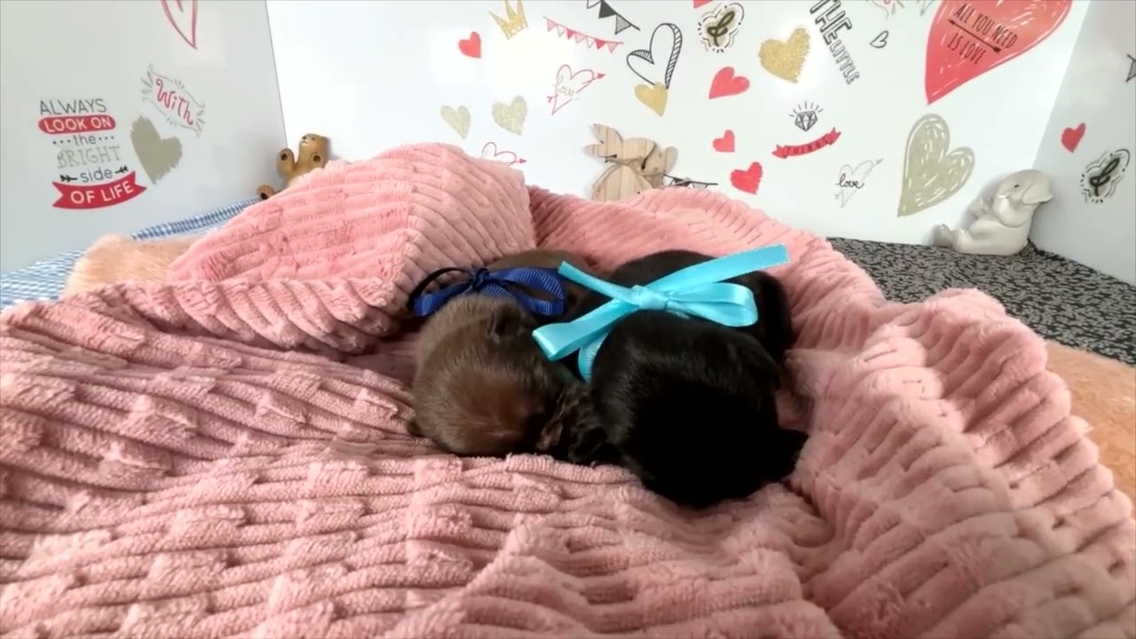 フレンチブルドッグの子犬（オス♂） アクロスモール新鎌ケ谷店