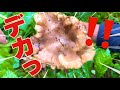 【きのこ採取】山で視聴者様とバッタリ!ハタケシメジ、アラゲキクラゲ狩りの展開に。他、三つ葉・キンチャヤマイグチ?