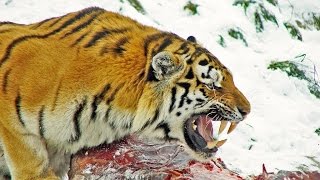 Охотник и жертва.Незваный гость в лесу. Документальный фильм. Охотник и жертва.Незваный гость в лесу. Документальный фильм.
