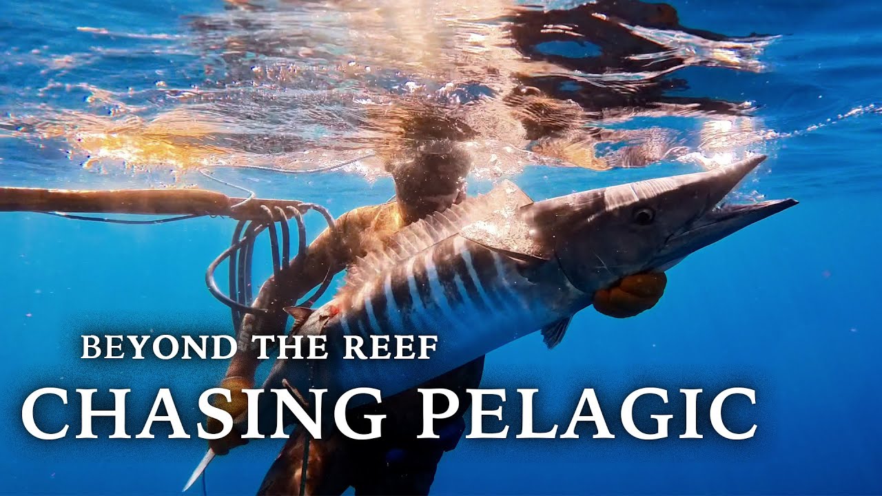 CHASING PELAGIC | Beyond the Reef