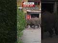 जब बीच सड़क में लड़ते दिखे दो गैंडे #rhino #nepal