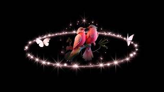 Romantic Love Birds Black Screen Video 🐦💖 | 🌸 Magical birds in ring light black screen effect screenshot 2