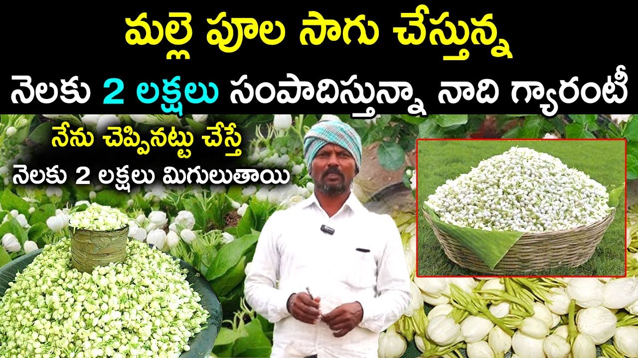 మల్లె పూల సాగుతో నెలకు 2 లక్షలు సంపాదిస్తున్నా..| Man Earns Huge Profits With  Jasmine Cultivation