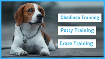 Training a Beagle - Obedience, Potty & Crate Training