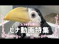 【掛川花鳥園公式】ひな祭り　ヒナ動画特集