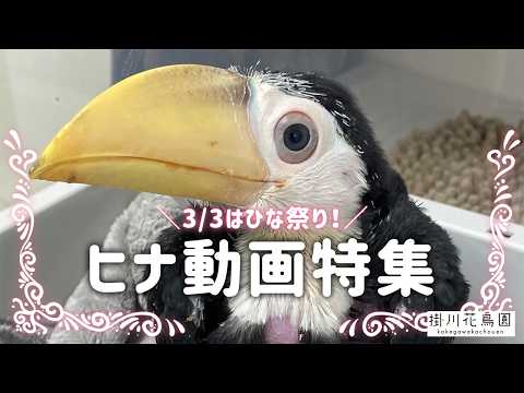 Kakegawa Kachouen Official] Hinamatsuri Hina Video Special - YouTube