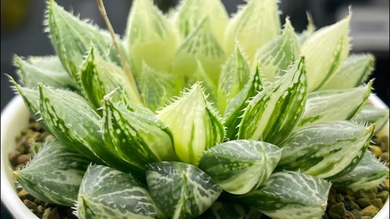 January 14, 2026 Sen Da  Kim Cuong lien he Ngan 4086615751