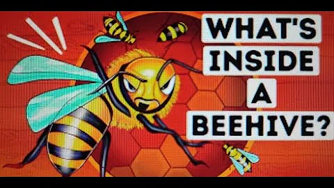 What You'd See If You Could Walk Into a Beehive | Natural Habitat