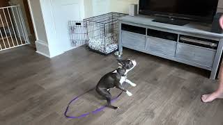 Boston Terrier Puppy - Catch the Treats! by Poppy the Boston Terrier  487 views 1 year ago 48 seconds