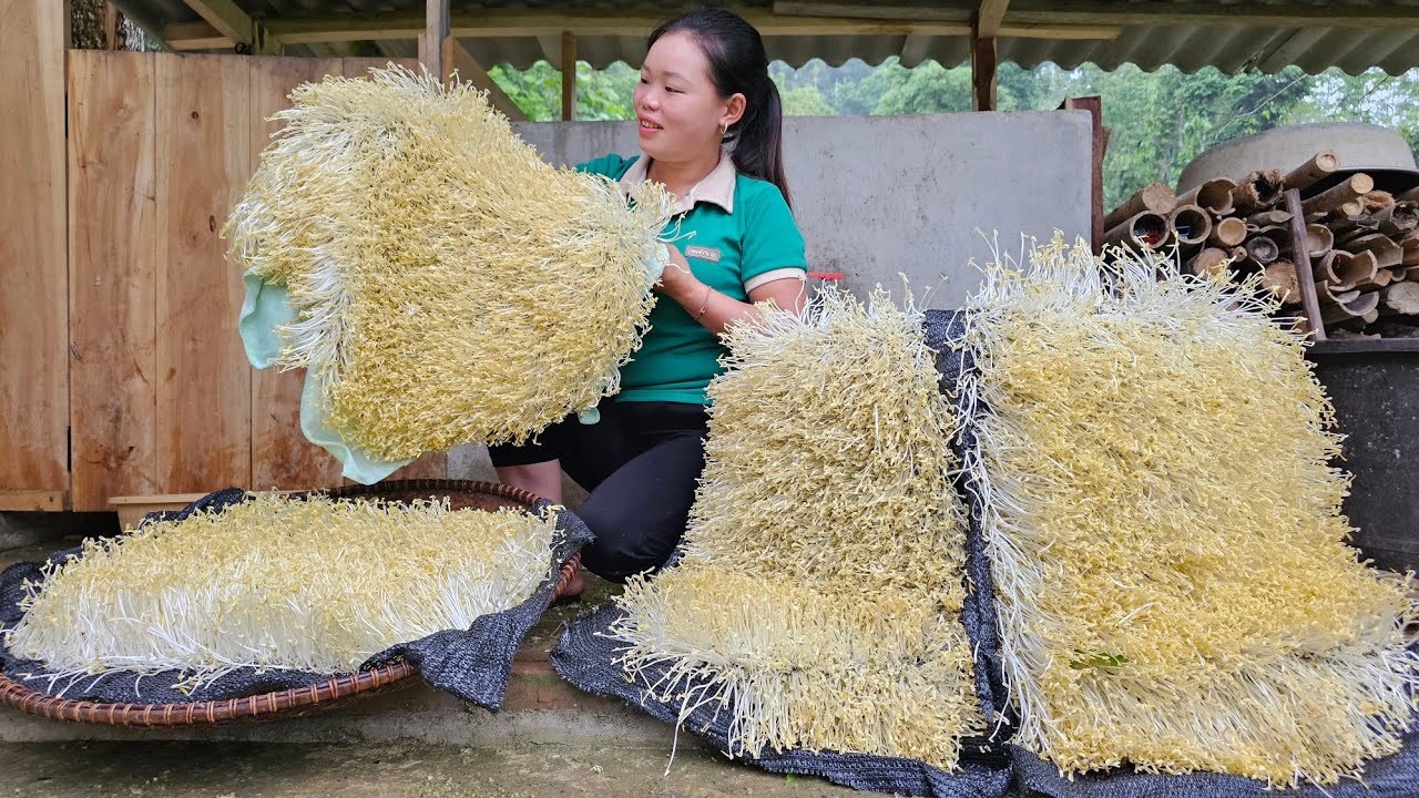 How To Grow Mung Bean Sprouts with Bamboo basket - Harvest After 5 Days Go To Market Sell | Cooking