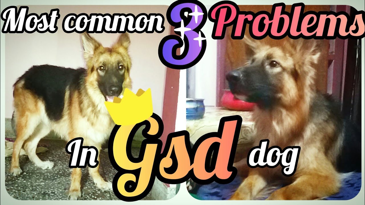 common diseases in german shepherdsgerman shepherd stomach problemsGSDbest routine for dogs