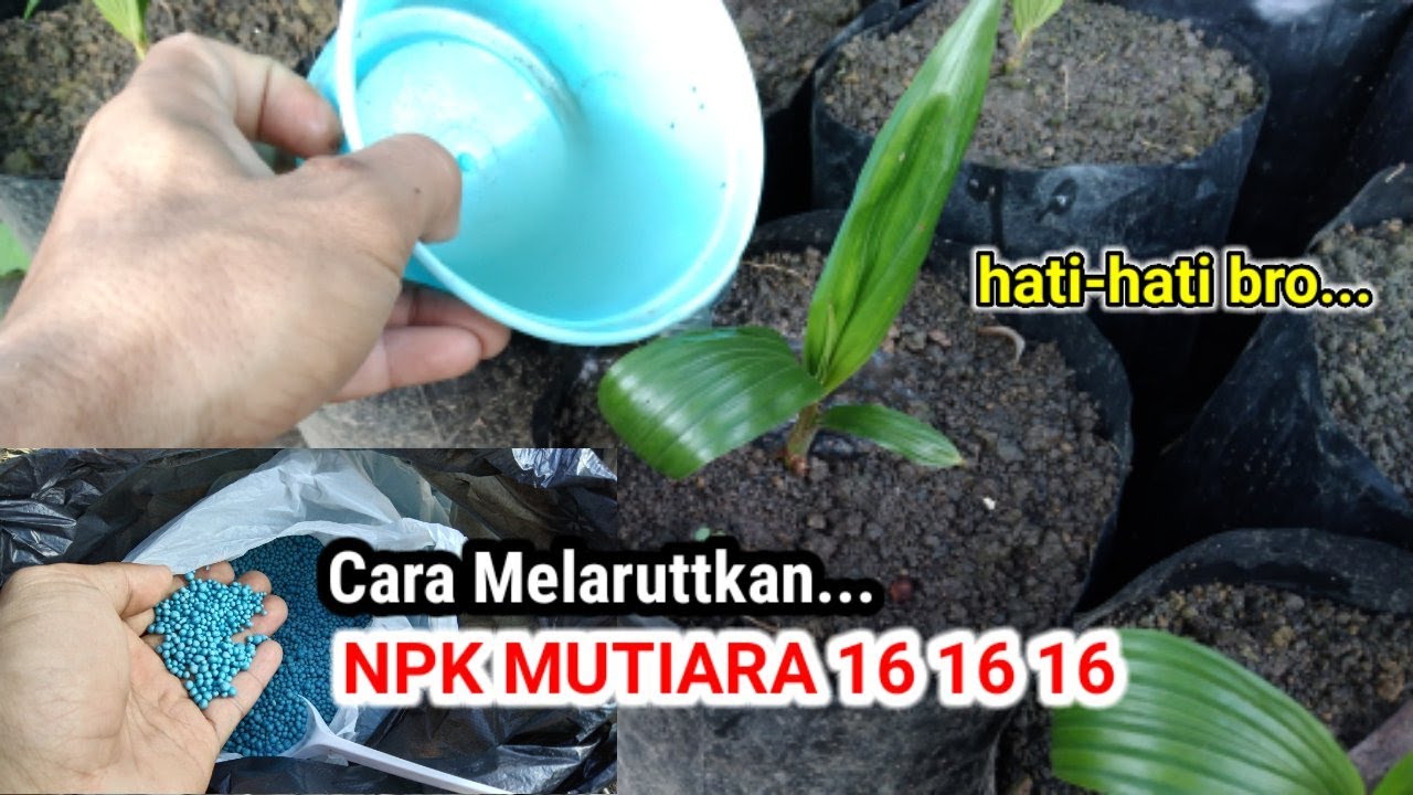 Cara MELARUTKAN NPK MUTIARA 16 16 16 untuk bibit sawit umur 1 - 3 bulan DENGAN DOSIS YANG PASS.!!!