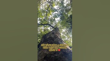 CÂY RỪNG ĐỘC LẠ CỔ THỤ TRONG RỪNG SÂU TÂY NGUYÊN HÙNG