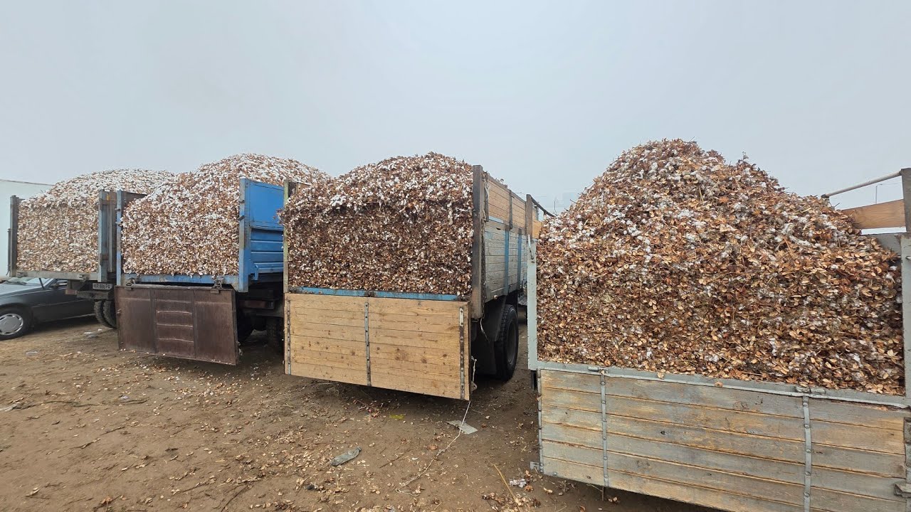 ЯНГИ БУГДОЙ НАРХЛАРИ ЯНА УЗГАРДИ! ТУРТКУЛЬ ЕМ-ХАШАК НАРХЛАРИ 18 января 2026 г.