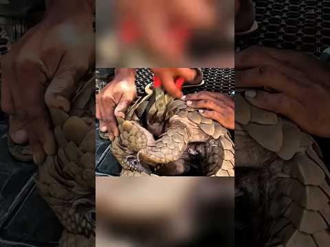 إنقاذ آكل نمل حرشفي من فخ قاتل