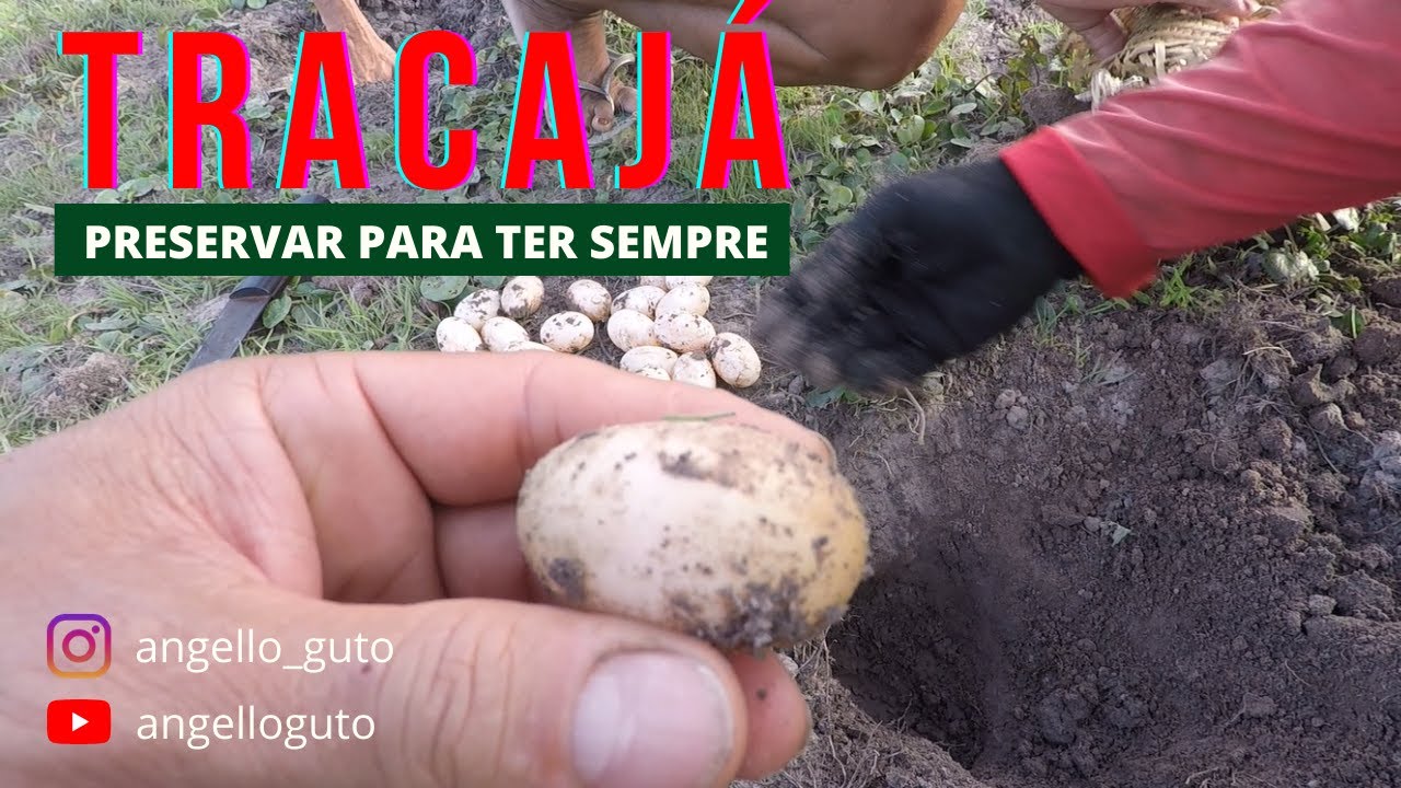 PROCURANDO OVOS DE TRACAJÁ DA AMAZÔNIA