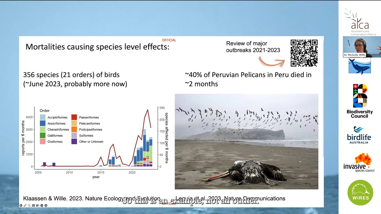 Webinar: Preparing for bird flu impacts on Australian wildlife