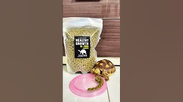 Rùa cạn ăn hạt gì? #ruacanh #ruasulcata