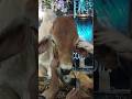 Karachi #mandi #sibbibull #bakraeid2026 #cow #animals