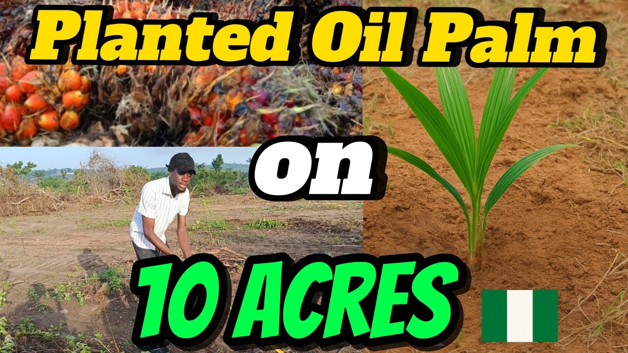 How We Planted Oil Palm Seedlings on 10 Acres of Land in Osun State Nigeria