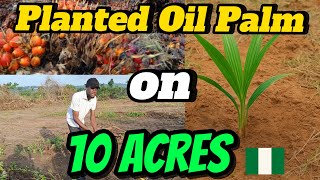 Bagaimana Kami Menanam Bibit Kelapa Sawit di Lahan Seluas 10 Hektar di Negara Bagian Osun, Nigeria