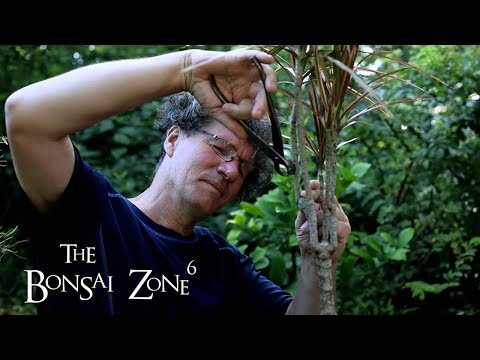 Video: Bonsai Dracaena koolitus – kuidas teha dracaena bonsai puud