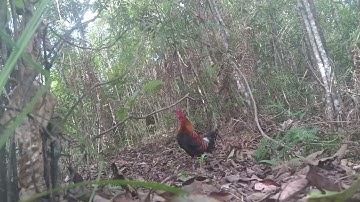 Bẫy gà rừng mới nhất.cuab qaib qus tuaj zoo hev (aktanggarung 