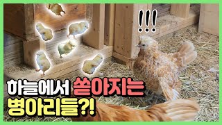 마침내 병아리들이 하늘에서 떨어집니다!!! #자연부화