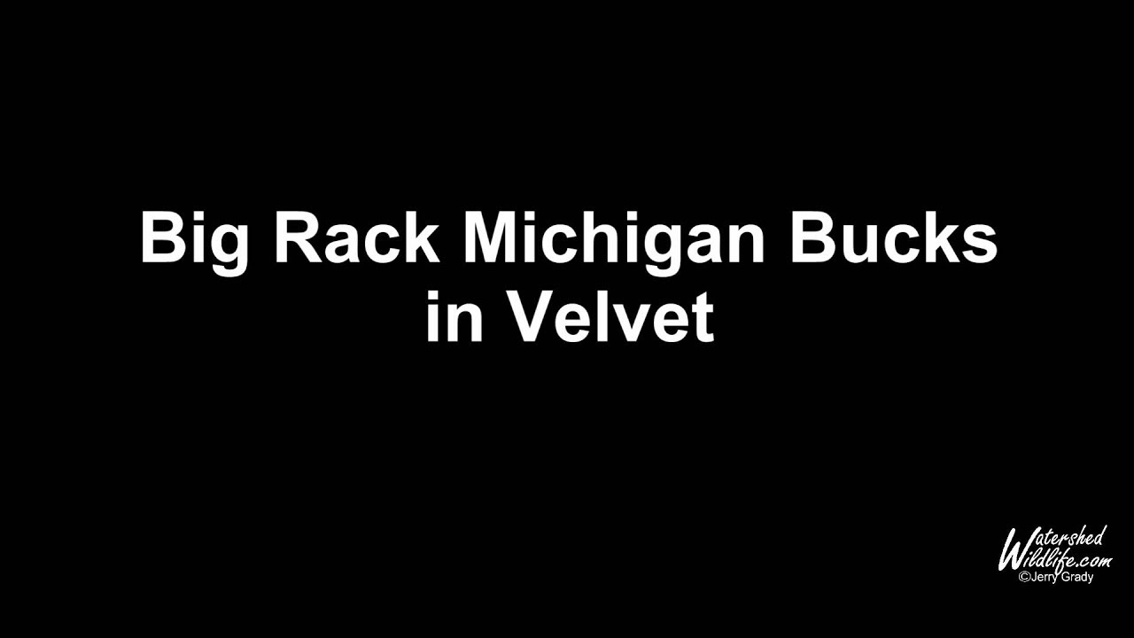nature photography quotes Big Rack Bucks in Velvet