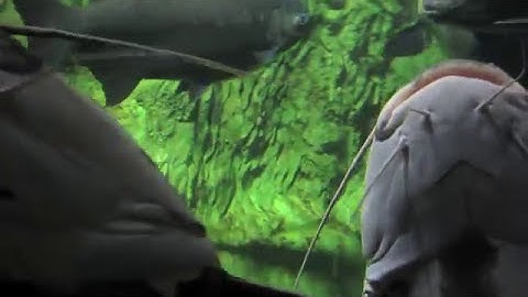 Skrillex - Scary Monsters and Nice Sprites