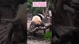 판다 댄스플로어에서 터진다!Panda getting down on the dance floor!