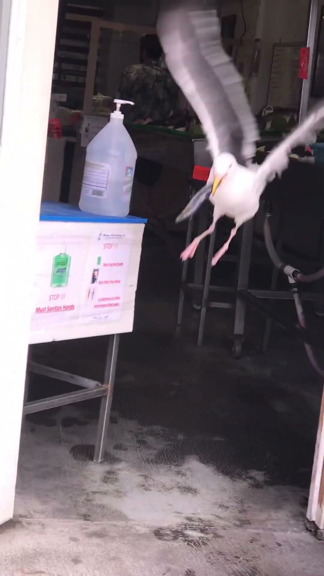 Sneaky Gull Pilfers Fish Market || ViralHog